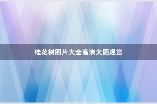 桂花树图片大全高清大图观赏